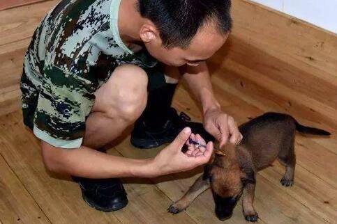 狗狗不配合打针怎么办?给狗狗打针吃药的正确方法 狗狗不配合打针怎么办?给狗狗打针吃药的正确方法