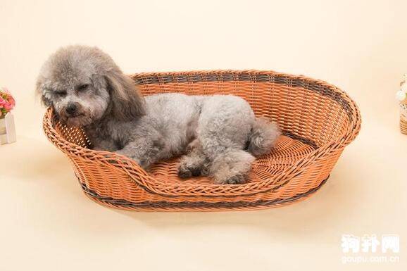 怎样给狗狗挑选合适的狗窝 怎样给狗狗挑选合适的狗窝