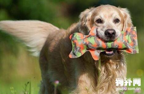 狗狗玩具怎么挑?除了耐咬,还有什么推荐要点 狗狗玩具怎么挑?除了耐咬,还有什么推荐要点