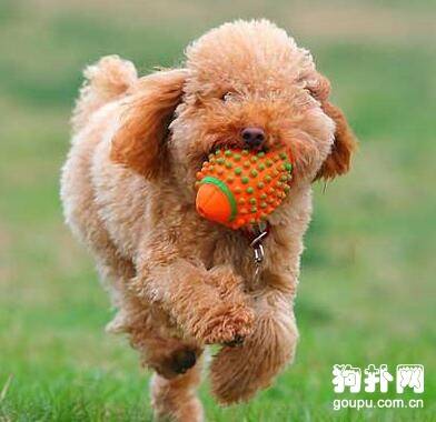 diy制作可供狗狗撕咬的玩具 diy制作可供狗狗撕咬的玩具