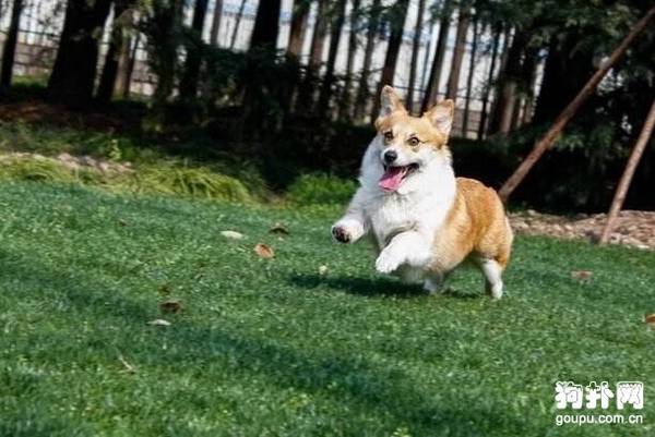 如何正确与狗狗玩玩具 狗狗玩玩具的注意事项 如何正确与狗狗玩玩具 狗狗玩玩具的注意事项