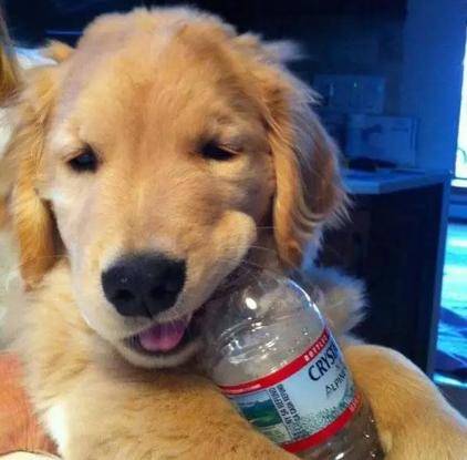 经济发展又性价比高的五种“狗玩具”,你买来吗? 经济发展又性价比高的五种“狗玩具”,你买来吗?