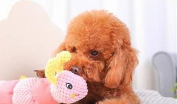 狗玩具买回去要洗吗你一定要了解 狗玩具买回去要洗吗你一定要了解