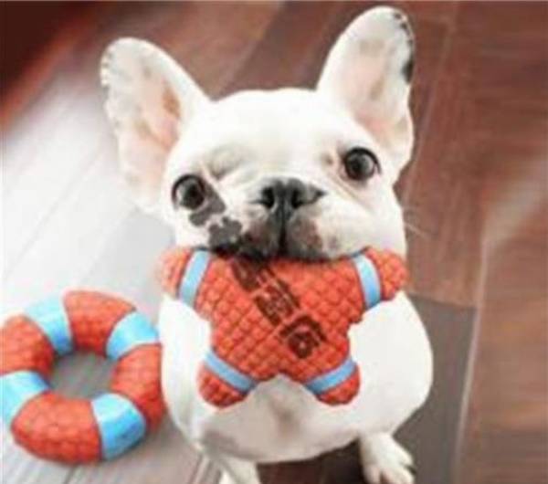 狗玩具买回去要洗吗你一定要了解 狗玩具买回去要洗吗你一定要了解