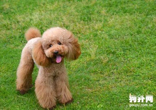 怎么给狗狗取名,给狗狗起名的方法技巧