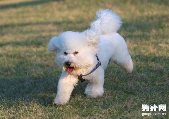 【宠物狗名字大全】好听的狗狗名字大盘点 【宠物狗名字大全】好听的狗狗名字大盘点