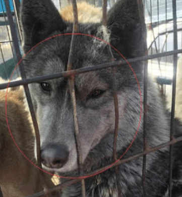 狗贩在大街上竞争狗,过路人发觉笼中有只古怪,挨近看了吓出虚汗 狗贩在大街上竞争狗,过路人发觉笼中有只古怪,挨近看了吓出虚汗