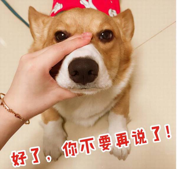 狗狗取名不可以凑合,这种取名字忌讳,劝请别犯! 狗狗取名不可以凑合,这种取名字忌讳,劝请别犯!