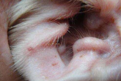 狗狗耳螨怎么治疗?新手家长必看! 狗狗耳螨怎么治疗?新手家长必看!