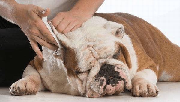 狗狗有耳螨如何治疗和防止? 狗狗有耳螨如何治疗和防止?