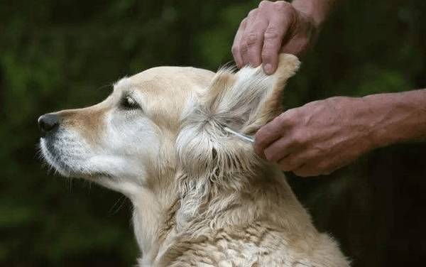 狗狗有耳螨如何治疗和防止? 狗狗有耳螨如何治疗和防止?