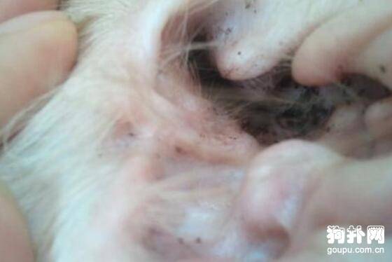 狗狗染上耳螨怎么办啊?狗狗耳螨的治疗方法 狗狗染上耳螨怎么办啊?狗狗耳螨的治疗方法