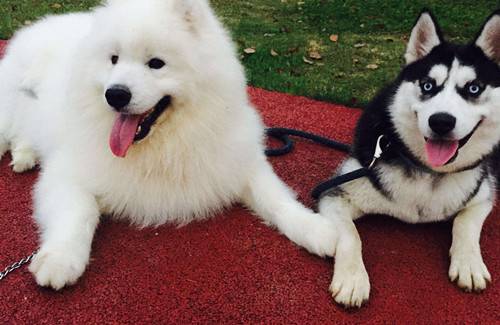 【养宠物心得分享】萨摩耶耳螨叫个不停,萨摩耶不断挠耳朵还叫 【养宠物心得分享】萨摩耶耳螨叫个不停,萨摩耶不断挠耳朵还叫