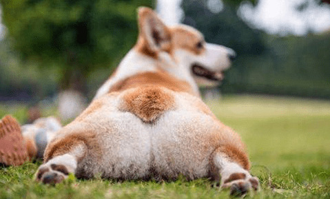 【养宠物心得分享】柯基患上耳螨有结痂,柯基耳螨有哪些不可以吃的 【养宠物心得分享】柯基患上耳螨有结痂,柯基耳螨有哪些不可以吃