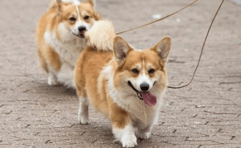 【养宠物心得分享】柯基患上耳螨有结痂,柯基耳螨有哪些不可以吃的 【养宠物心得分享】柯基患上耳螨有结痂,柯基耳螨有哪些不可以吃