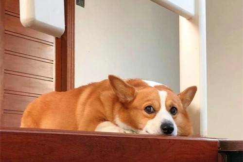 柯基耳螨如何算比较严重,柯基耳螨比较严重会如何 柯基耳螨如何算比较严重,柯基耳螨比较严重会如何