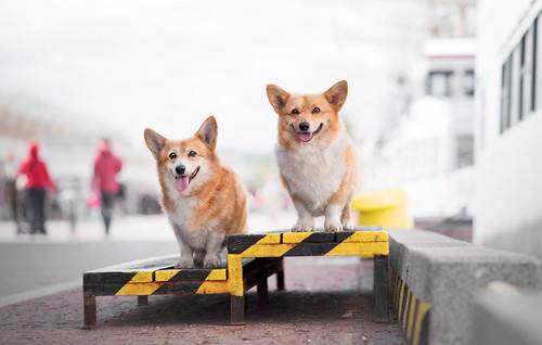 柯基如何分辨是有耳螨,柯基有耳螨的模样 柯基如何分辨是有耳螨,柯基有耳螨的模样