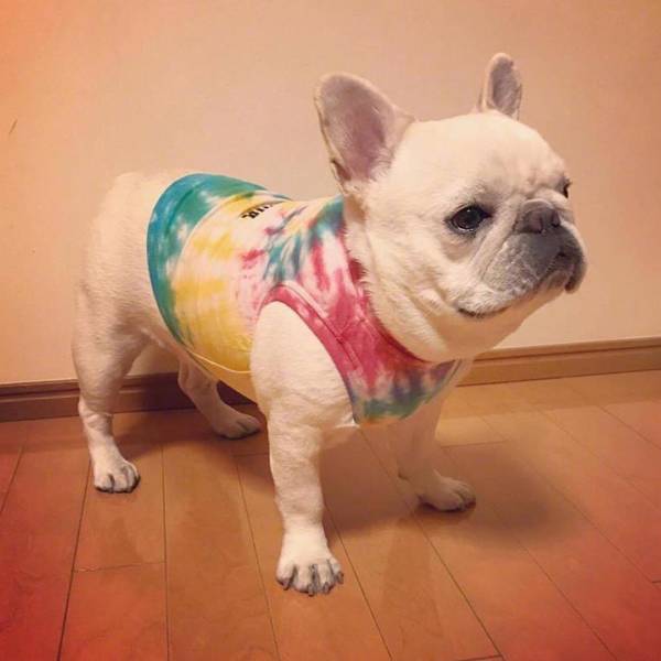 【养宠物心得分享】法斗非常容易得耳螨吗,法斗何时非常容易得耳螨 【养宠物心得分享】法斗非常容易得耳螨吗,法斗何时非常容易得耳