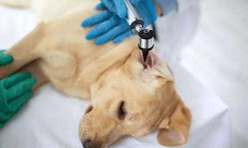 小狗不断挠耳朵,是否有耳螨 小狗不断挠耳朵,是否有耳螨