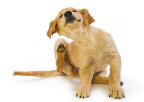 金毛幼犬耳朵比人体臭,金毛狗狗耳朵臭如何清理 金毛幼犬耳朵比人体臭,金毛狗狗耳朵臭如何清理