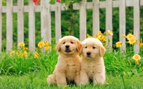 金毛幼犬耳朵比人体臭,金毛狗狗耳朵臭如何清理 金毛幼犬耳朵比人体臭,金毛狗狗耳朵臭如何清理