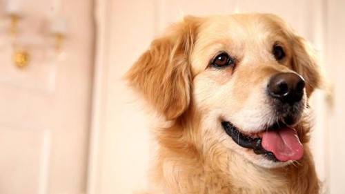 养狗知识:狗狗滴耳液滴多了会聋吗 养狗知识:狗狗滴耳液滴多了会聋吗