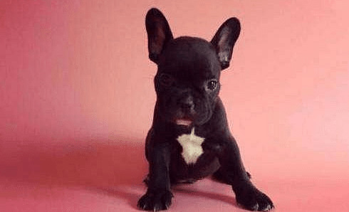 【养宠物心得分享】小狗多少清除耳螨,法牛多少能够 除掉耳螨 【养宠物心得分享】小狗多少清除耳螨,法牛多少能够 除掉耳螨