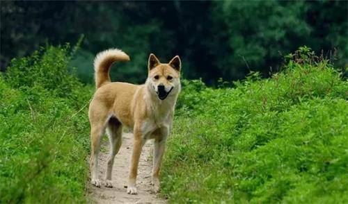 狗狗耳螨药水珠了听不见 狗狗耳螨药水珠了听不见