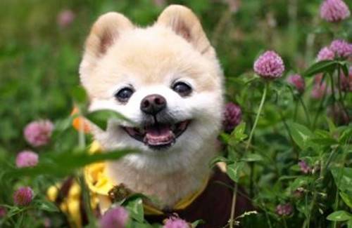 【养宠物心得分享】犬耳螨用什药好,狗有耳螨用什药,医治狗狗满虫的药 【养宠物心得分享】犬耳螨用什药好,狗有耳螨用什药,医治狗狗满