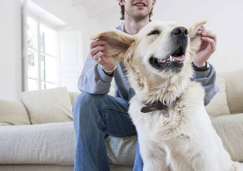 【养宠物心得分享】狗狗耳螨如何完全医治,狗耳螨如何治疗才不发作 【养宠物心得分享】狗狗耳螨如何完全医治,狗耳螨如何治疗才不发