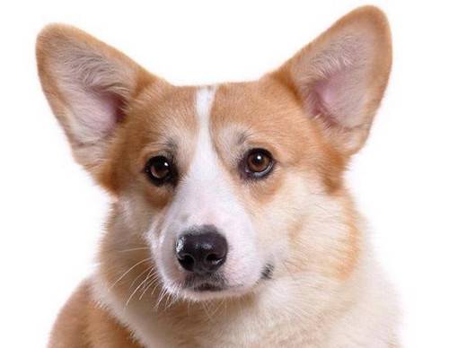 【养宠物心得分享】柯基耳朵里面为何那麼臭是否有耳螨了 【养宠物心得分享】柯基耳朵里面为何那麼臭是否有耳螨了