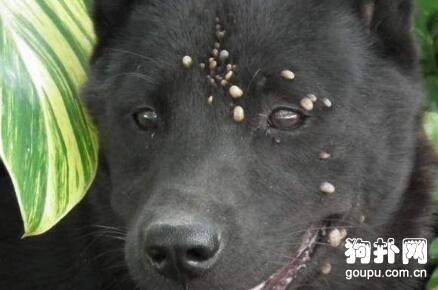狗蜱虫如何预防 狗蜱虫如何预防