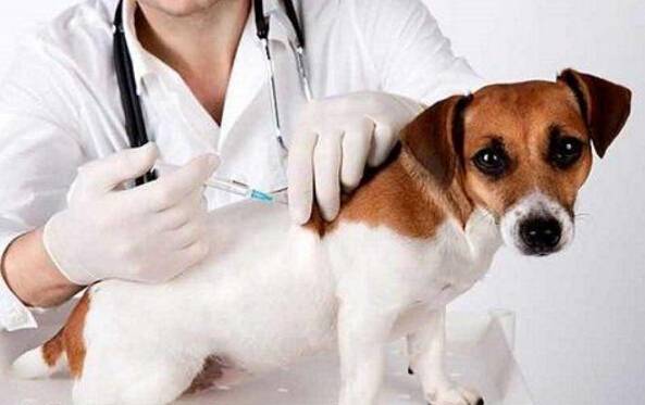 狗狗体外驱虫 狗狗体外驱虫