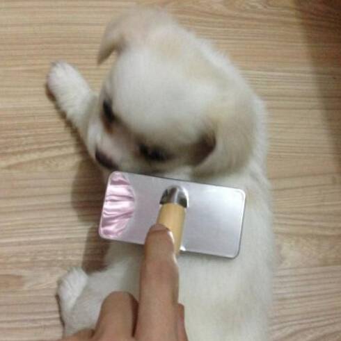 狗狗体外驱虫 狗狗体外驱虫