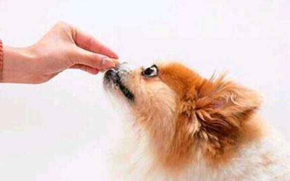 狗狗体外驱虫 狗狗体外驱虫