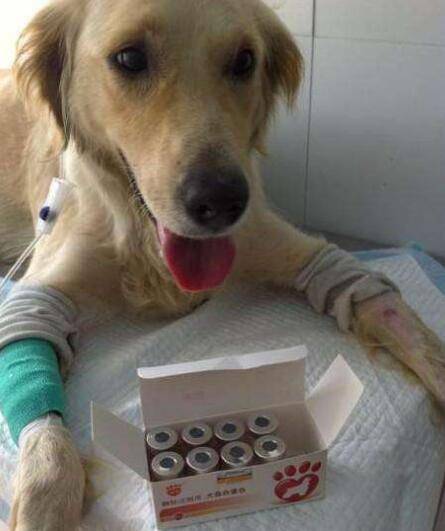 狗狗怎么驱虫 狗狗怎么驱虫