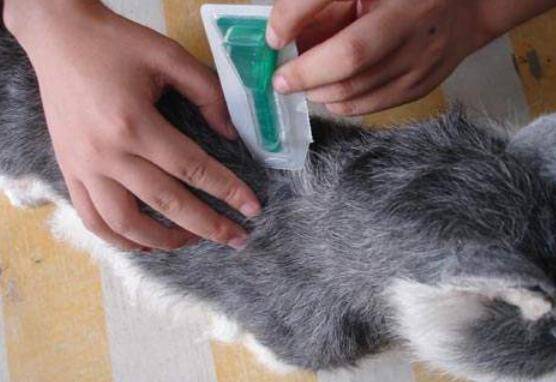 幼犬驱虫药多久吃一次? 幼犬驱虫药多久吃一次?