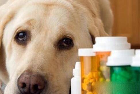 狗狗怎么驱虫 狗狗怎么驱虫