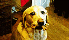 病疫情期内不外出,还必须每一月给狗狗驱虫吗? 病疫情期内不外出,还必须每一月给狗狗驱虫吗?