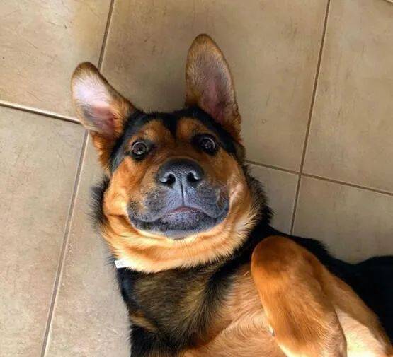 病疫情期内不外出,还必须每一月给狗狗驱虫吗? 病疫情期内不外出,还必须每一月给狗狗驱虫吗?