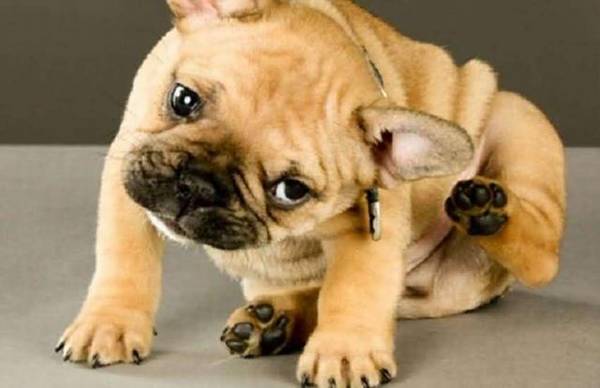 身上“有虫”的狗狗,通常有这6个主要表现,赶快驱虫吧 身上“有虫”的狗狗,通常有这6个主要表现,赶快驱虫吧