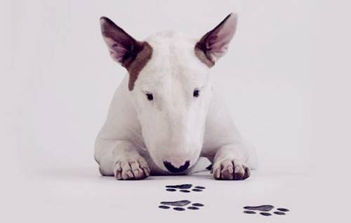 狗狗没驱虫会挑食吗,狗狗沒有驱虫挑食该怎么办 狗狗没驱虫会挑食吗,狗狗沒有驱虫挑食该怎么办