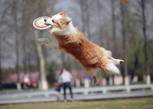 狗狗没驱虫会挑食吗,狗狗沒有驱虫挑食该怎么办 狗狗没驱虫会挑食吗,狗狗沒有驱虫挑食该怎么办