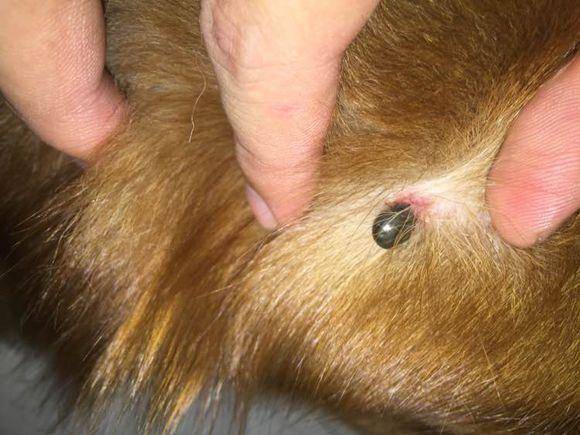 小伙在金毛的身上见到一个怪异的小东西,接下来这幕让他一阵庆幸 小伙在金毛的身上见到一个怪异的小东西,接下来这幕让他一阵庆幸