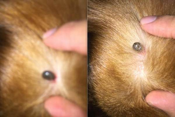 小伙在金毛的身上见到一个怪异的小东西,接下来这幕让他一阵庆幸 小伙在金毛的身上见到一个怪异的小东西,接下来这幕让他一阵庆幸