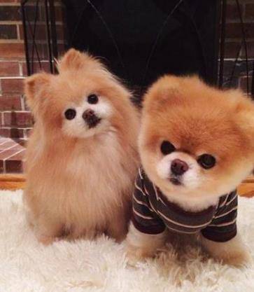 养宠物一定要驱虫吗?三招教你分辨狗狗是不是感染寄生虫? 养宠物一定要驱虫吗?三招教你分辨狗狗是不是感染寄生虫?