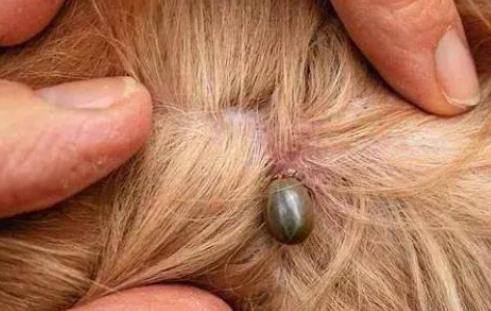 养宠物一定要驱虫吗?三招教你分辨狗狗是不是感染寄生虫? 养宠物一定要驱虫吗?三招教你分辨狗狗是不是感染寄生虫?