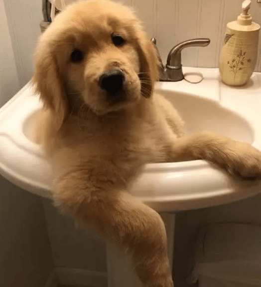 小狗如何可以防止细微这种病症?这个方面宠关键铭记! 小狗如何可以防止细微这种病症?这个方面宠关键铭记!