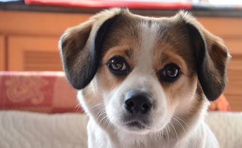 如何判断小狗感冒了 如何判断小狗感冒了