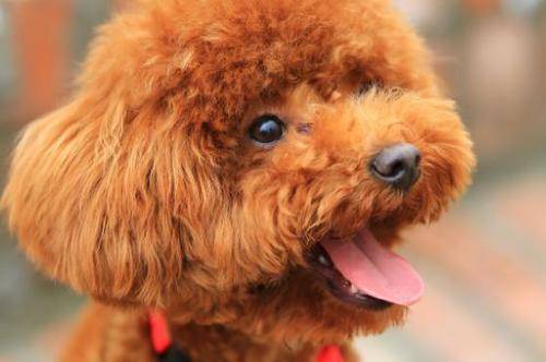 泰迪感冒了能自身好么 泰迪感冒了能自身好么